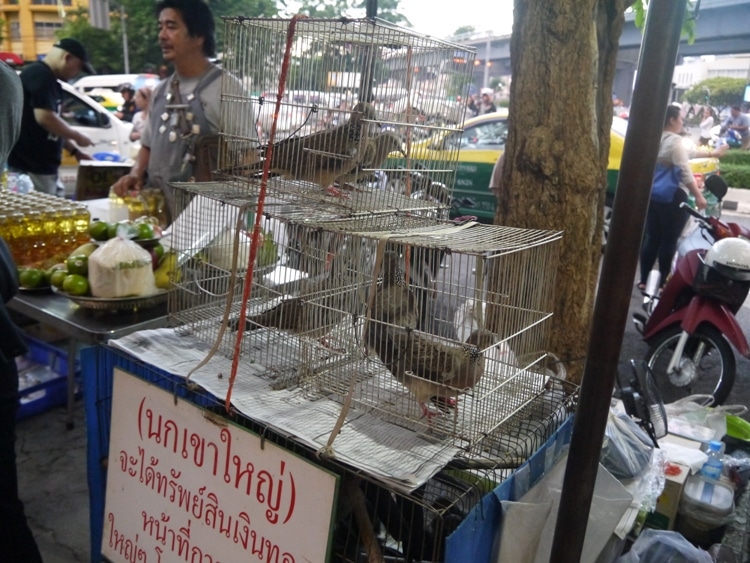 Caged Pigeons Outside Wat Hua Lamphong, Bangkok