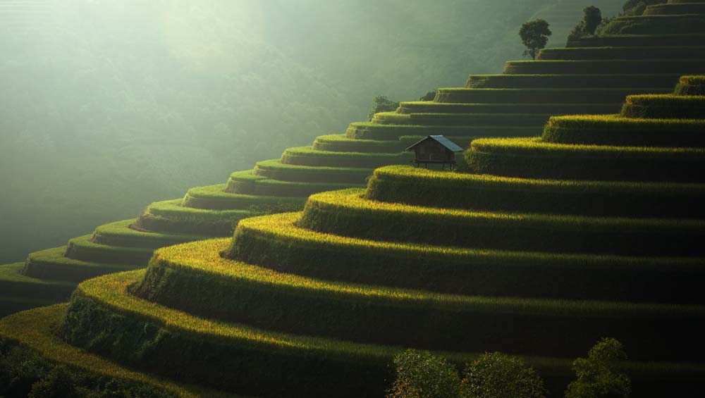 Rice fields in Vietnam